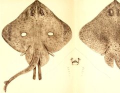 Murray's Skate photo 2