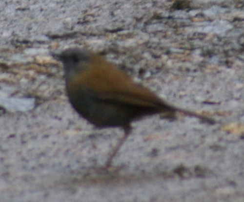 Catharus gracilirostris