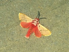 Trosia nigropunctigera