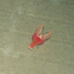 Trosia nigropunctigera