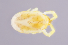 Labidostommatidae