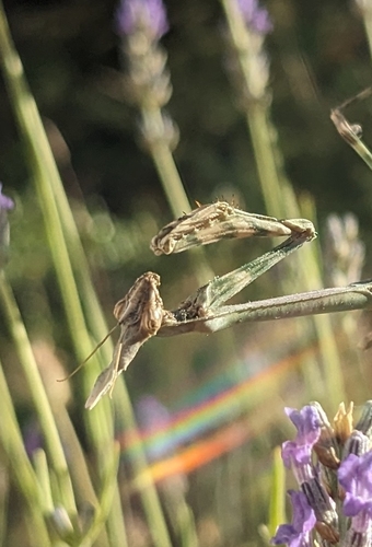 Mediterranean Conehead Mantis