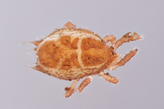 Sejidae