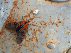 Cosmosoma cingulatum