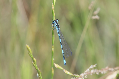 Southern Damselfly