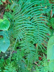 Pteris longifolia