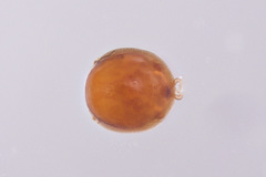 Uropodina