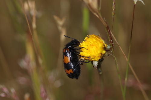 Mylabris variabilis