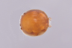Uropodina