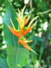 Heliconia aurantiaca