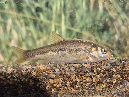Beotian riffle dace
