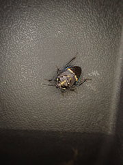Aplerotus