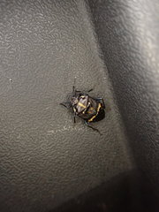 Aplerotus