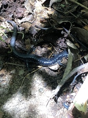 Plethodon glutinosus
