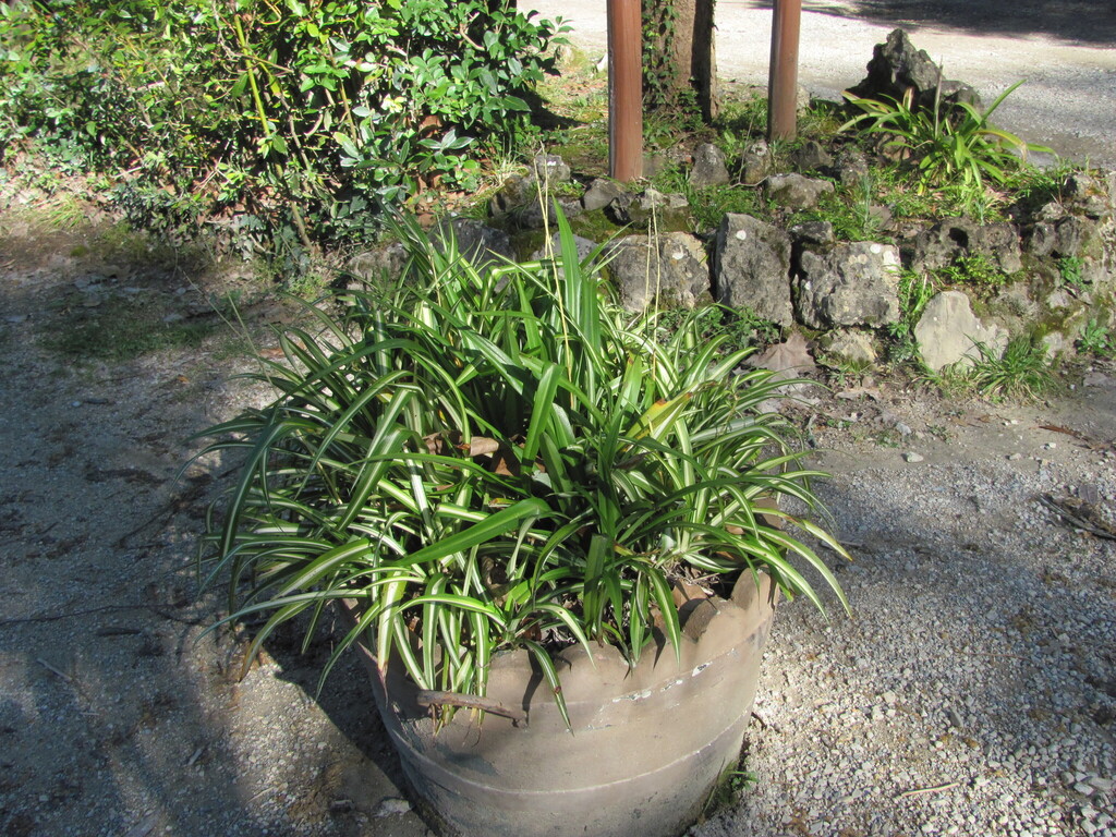 Spider plant plantlets on runners