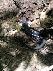 Plethodon glutinosus