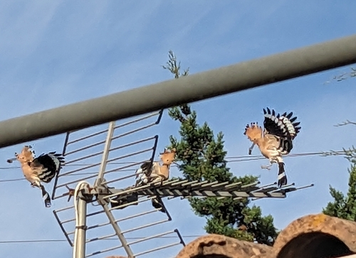Common Hoopoe