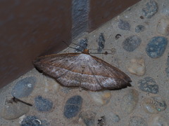 Nadagara vigaia