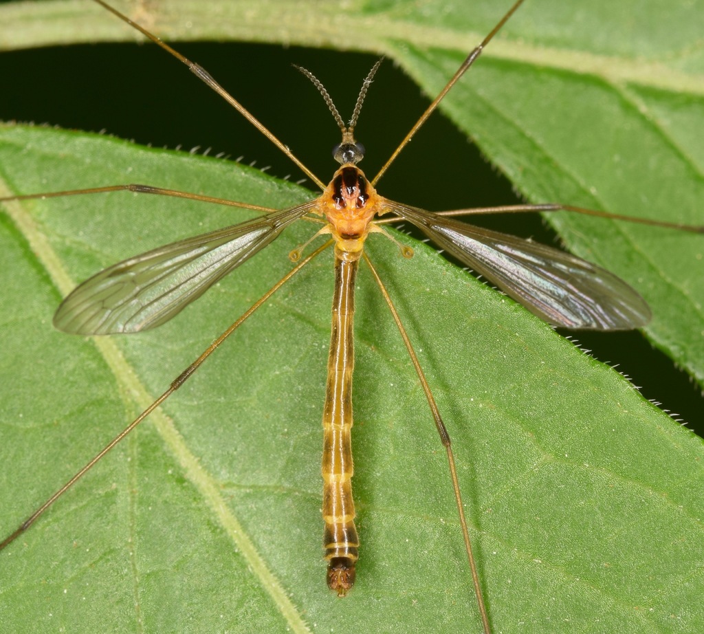 Liogma nodicornis