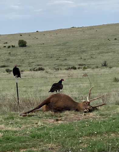 Wapiti