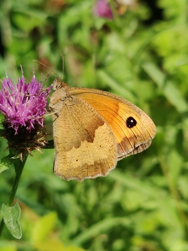 Meadow Brown