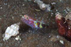 Eviota pictifacies