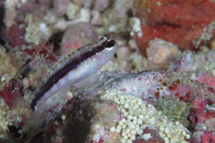 Asterropteryx striata