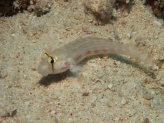 Gnatholepis cauerensis