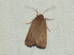 Proteuxoa porphyrescens