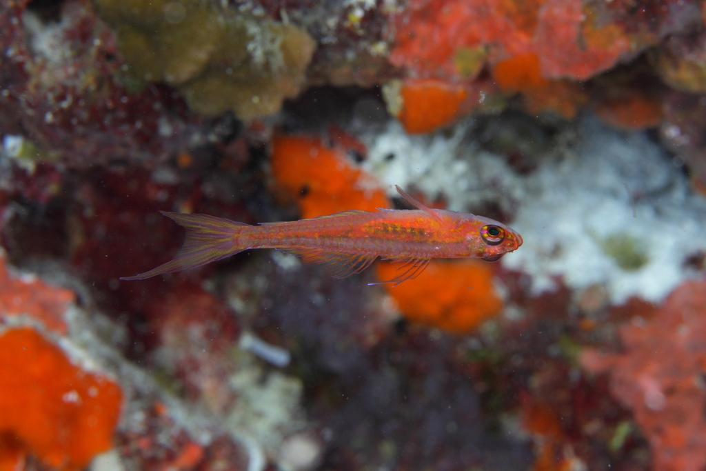 Forktail Dwarfgoby