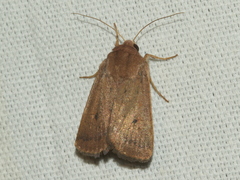 Proteuxoa porphyrescens