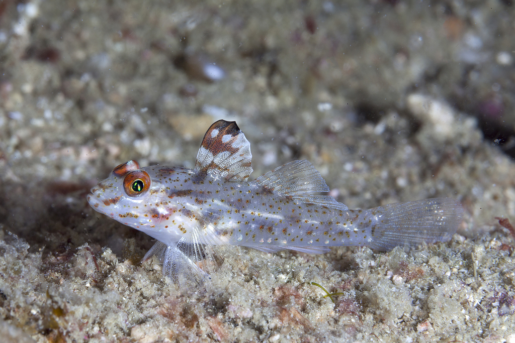 Flasher Sand-Goby