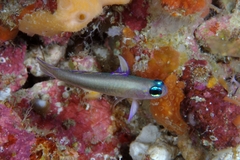 Tryssogobius