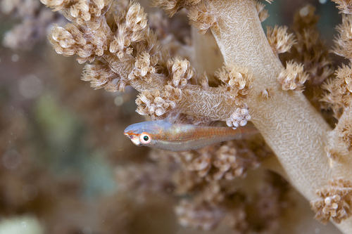 Boldingh's ghostgoby (Pleurosicya boldinghi) — Gobiidae — 4