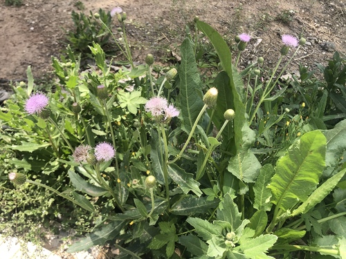 creeping thistle