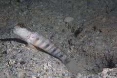 Cryptocentrus melanopus