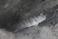 Black-Nape Shrimp-Goby photo 3