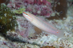 Amblygobius decussatus