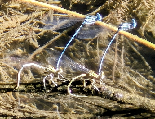 Blue Featherleg