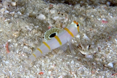 Amblyeleotris randalli