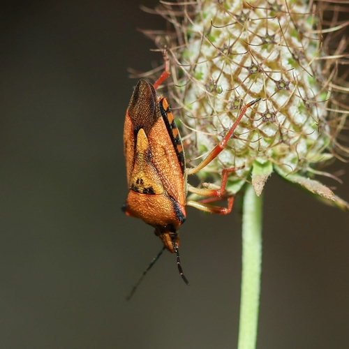 Red Shield Bug