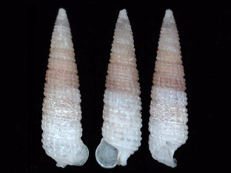 Bouchetriphora pallida