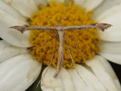 Stenoptilodes antirrhina