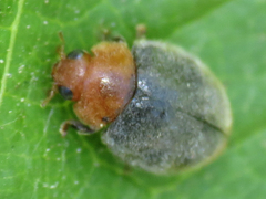 Cryptolaemus montrouzieri