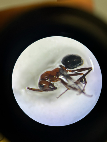 iNaturalist observation photo of Formica moki