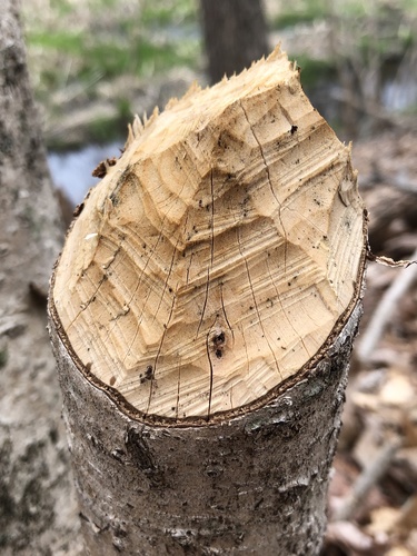 American Beaver photographed in Connecticut