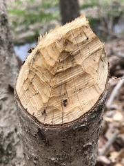American Beaver photo 4