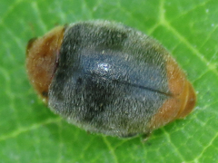 Cryptolaemus montrouzieri