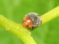Cryptolaemus montrouzieri