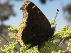 Nymphalis antiopa